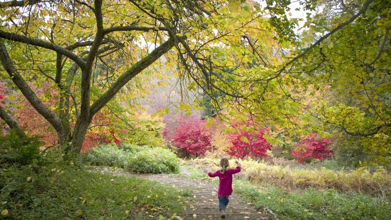 Little girl skipping along pathway at Winkworth in Autumn